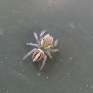 Maratus scutulatus at Flynn, ACT - 8 Nov 2022