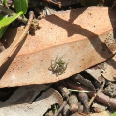 Maratus scutulatus at Flynn, ACT - 8 Nov 2022