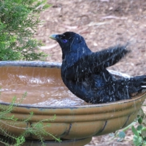 Ptilonorhynchus violaceus at Flynn, ACT - 8 Nov 2022