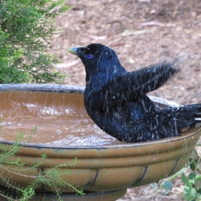 Ptilonorhynchus violaceus (Satin Bowerbird) at Flynn, ACT - 8 Nov 2022 by Christine