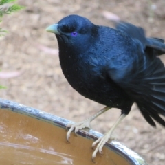 Ptilonorhynchus violaceus at Flynn, ACT - 8 Nov 2022