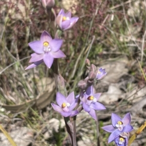 Thelymitra pauciflora at Throsby, ACT - 9 Nov 2022