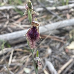 Calochilus platychilus at Bruce, ACT - suppressed