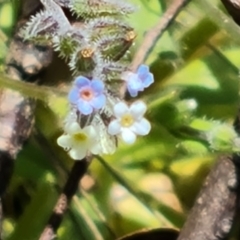 Myosotis discolor (Forget-me-not) at Symonston, ACT - 9 Nov 2022 by Mike