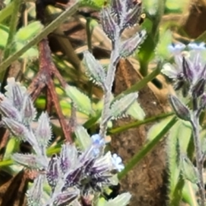 Myosotis discolor at Symonston, ACT - 9 Nov 2022