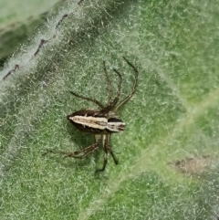 Oxyopes sp. (genus) (Lynx spider) at Symonston, ACT - 9 Nov 2022 by Mike