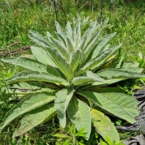 Verbascum thapsus subsp. thapsus at Symonston, ACT - 9 Nov 2022