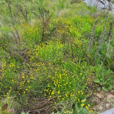 Calotis lappulacea (Yellow Burr Daisy) at Symonston, ACT - 9 Nov 2022 by Mike