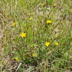 Hypericum gramineum at Symonston, ACT - 9 Nov 2022 11:54 AM