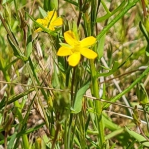 Hypericum gramineum at Symonston, ACT - 9 Nov 2022