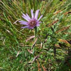 Tragopogon porrifolius subsp. porrifolius (Salsify, Oyster Plant) at Watson, ACT - 8 Nov 2022 by abread111