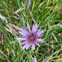 Tragopogon porrifolius subsp. porrifolius at Watson, ACT - 9 Nov 2022