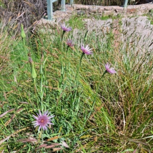 Tragopogon porrifolius subsp. porrifolius at Watson, ACT - 9 Nov 2022