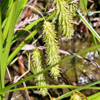 Carex fascicularis (Tassel Sedge) at Watson Green Space - 9 Nov 2022 by abread111