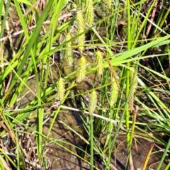 Carex fascicularis at Watson, ACT - 9 Nov 2022