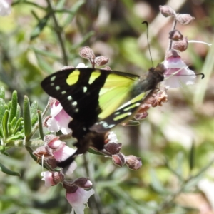 Graphium macleayanum at Acton, ACT - 9 Nov 2022 01:07 PM