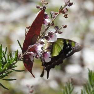 Graphium macleayanum at Acton, ACT - 9 Nov 2022 01:07 PM