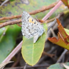 Lucia limbaria at Acton, ACT - 9 Nov 2022 01:15 PM