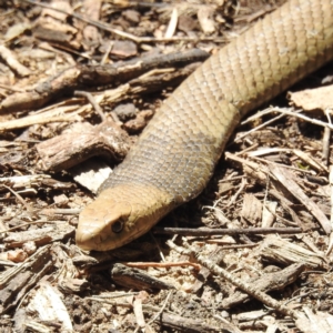 Pseudonaja textilis at Acton, ACT - 9 Nov 2022 01:37 PM