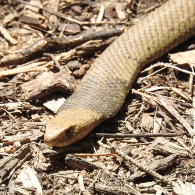 Pseudonaja textilis (Eastern Brown Snake) at ANBG - 9 Nov 2022 by HelenCross