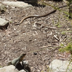 Pseudonaja textilis at Acton, ACT - 9 Nov 2022 01:37 PM