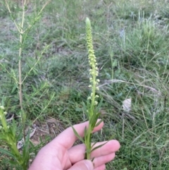 Reseda luteola (Weld) at Fyshwick, ACT - 9 Nov 2022 by MattM