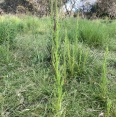 Reseda luteola at Fyshwick, ACT - 9 Nov 2022 07:40 AM