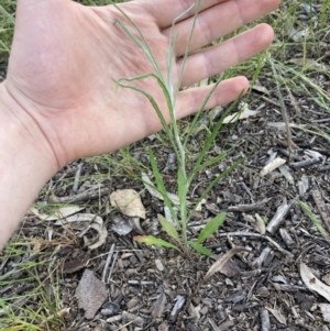 Senecio quadridentatus at Higgins, ACT - 8 Nov 2022