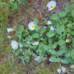 Cistus salviifolius (Sageleaf Rockrose) at Watson, ACT - 9 Nov 2022 by abread111