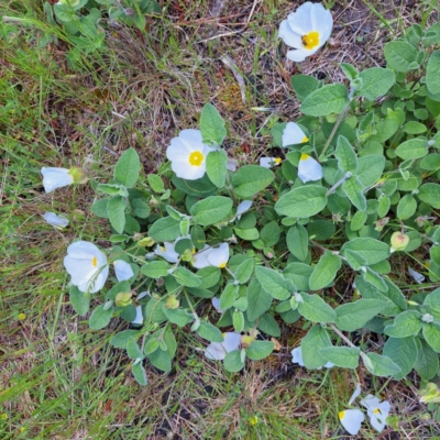 Cistus salviifolius (Sageleaf Rockrose) at Watson, ACT - 9 Nov 2022 by abread111