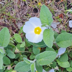 Cistus salviifolius at Watson, ACT - 9 Nov 2022 11:21 AM