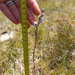 Thelymitra pauciflora at Throsby, ACT - 7 Nov 2022