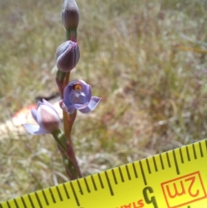 Thelymitra pauciflora at Throsby, ACT - 7 Nov 2022