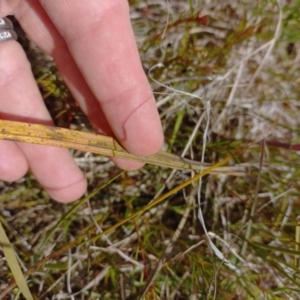 Thelymitra pauciflora at Throsby, ACT - suppressed