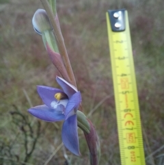 Thelymitra pauciflora at Throsby, ACT - suppressed