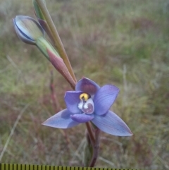 Thelymitra pauciflora at Throsby, ACT - suppressed