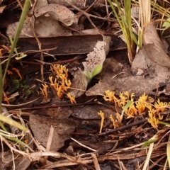 Ramariopsis crocea at Cook, ACT - 14 Jun 2021 by Heino1