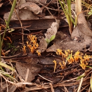 Ramariopsis crocea at Cook, ACT - 14 Jun 2021