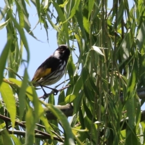 Phylidonyris niger X novaehollandiae (Hybrid) at Fyshwick, ACT - 8 Nov 2022