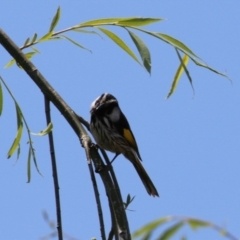 Phylidonyris niger X novaehollandiae (Hybrid) at Fyshwick, ACT - 8 Nov 2022