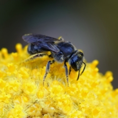 Lasioglossum (Chilalictus) sp. (genus & subgenus) (Halictid bee) at Page, ACT - 9 Nov 2022 by DonTaylor