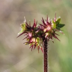 Acaena x ovina (Sheep's Burr) at Dunlop, ACT - 9 Nov 2022 by trevorpreston