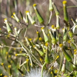 Senecio quadridentatus at Dunlop, ACT - 9 Nov 2022