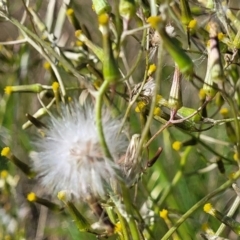 Senecio quadridentatus at Dunlop, ACT - 9 Nov 2022