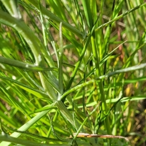 Senecio quadridentatus at Dunlop, ACT - 9 Nov 2022