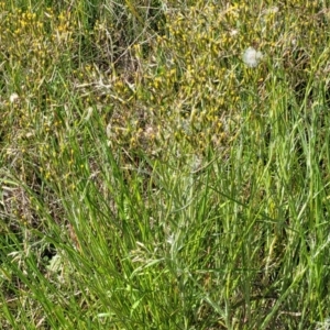 Senecio quadridentatus at Dunlop, ACT - 9 Nov 2022