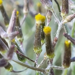 Senecio quadridentatus (Cotton Fireweed) at Dunlop, ACT - 9 Nov 2022 by trevorpreston