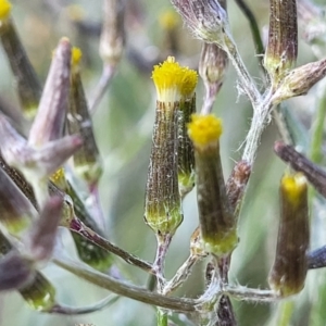 Senecio quadridentatus at Dunlop, ACT - 9 Nov 2022 04:04 PM