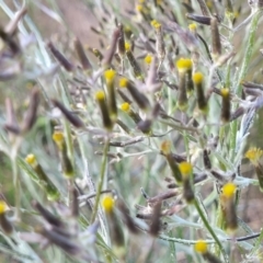 Senecio quadridentatus at Dunlop, ACT - 9 Nov 2022 04:04 PM