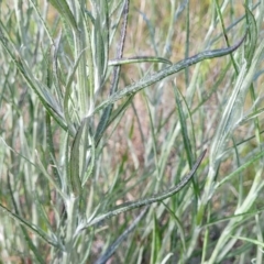 Senecio quadridentatus at Dunlop, ACT - 9 Nov 2022 04:04 PM